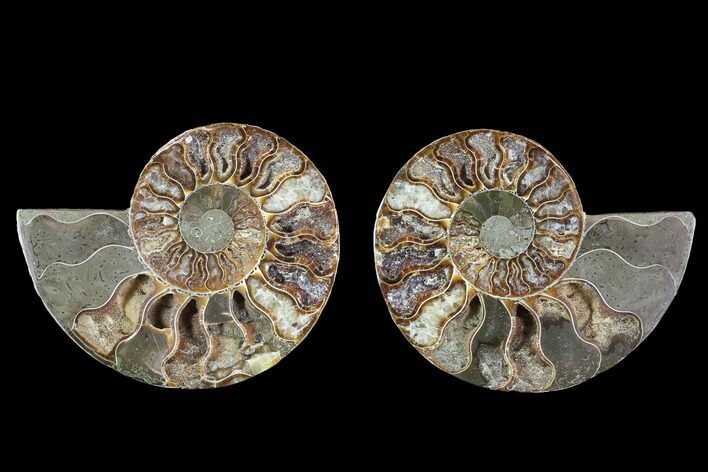 Cut & Polished Ammonite Fossil - Crystal Chambers #88214